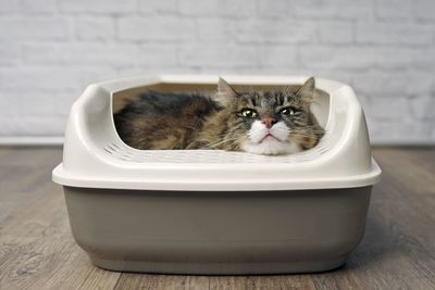 Funny tabby cat sitting in a llitter box and looking curiously outside.