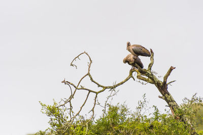Low angle view of bird perching on tree against sky