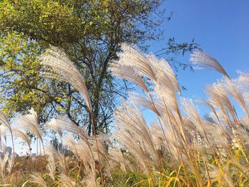 Plants growing in farm against sky