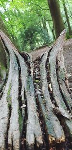 Close-up of tree trunk in forest