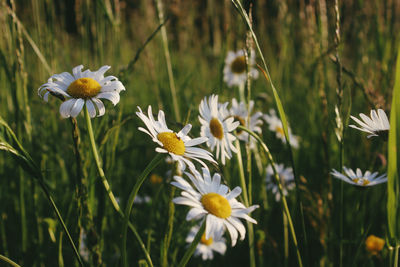 Close-up of white flowering plants on field