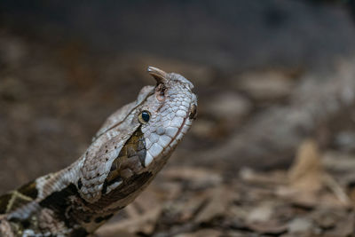 Close-up of snake