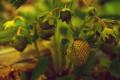 Close-up of strawberries growing on plant