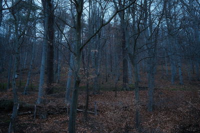 Trees in forest