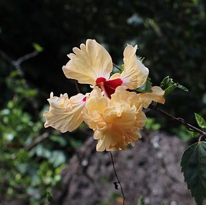 Close-up of honey bee on flower