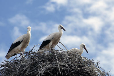 Birds perching on nest