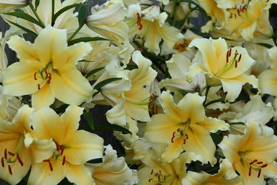 Close-up of yellow flowering plant