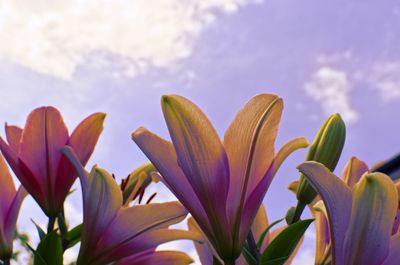 Close-up of purple flowering plant against sky