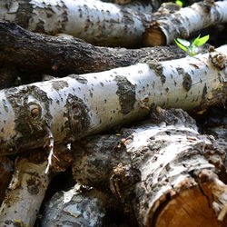 Detail shot of tree trunk