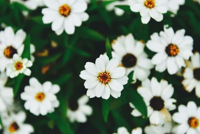 Close-up of white flowering plants