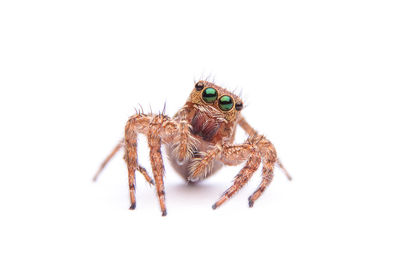 Close-up of spider on white background
