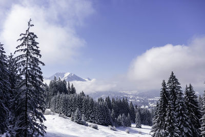 Pine trees on snowcapped mountains against sky