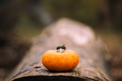 Wedding rings on pumpkin