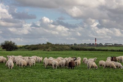 Sheep grazing on field against sky