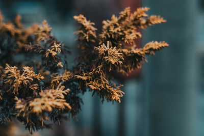 Close-up of dry leaves on plant