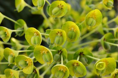 Close-up of flowering plant