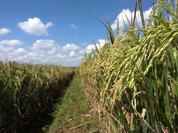 Crops growing on field against sky