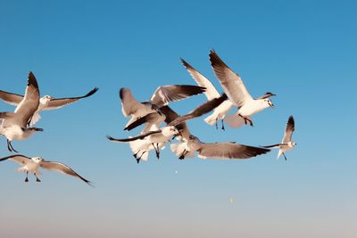 Low angle view of seagulls flying against clear blue sky