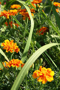 Marigold flowers growing at park