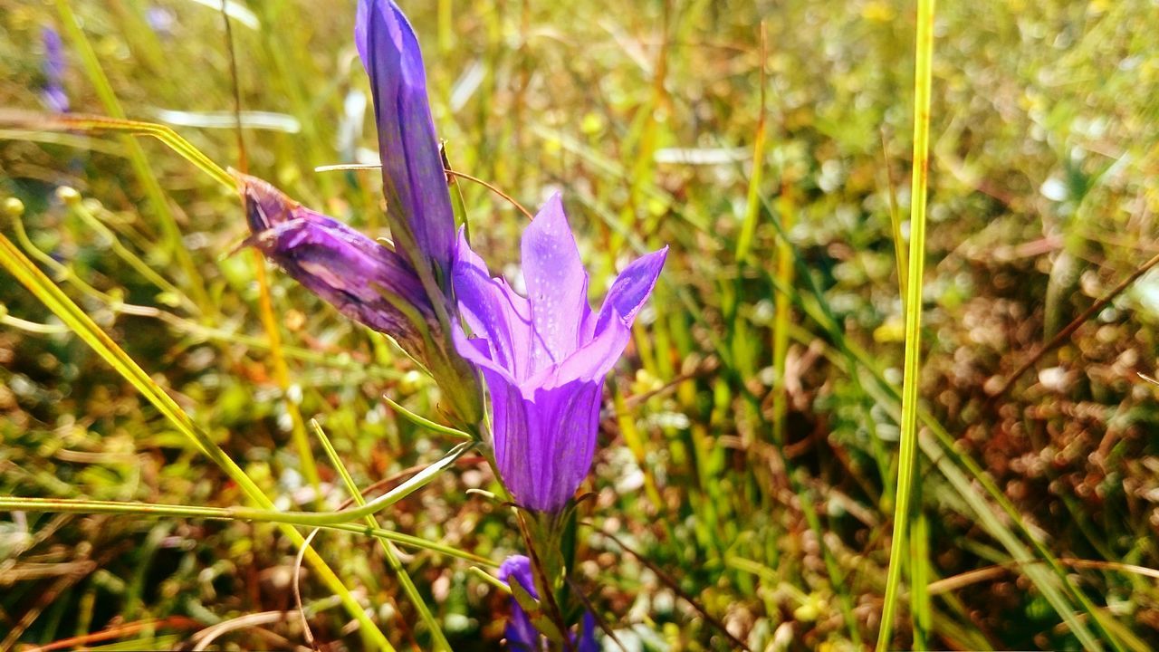 flower, purple, freshness, petal, fragility, growth, beauty in nature, flower head, plant, focus on foreground, blooming, close-up, field, nature, stem, selective focus, in bloom, day, outdoors, no people