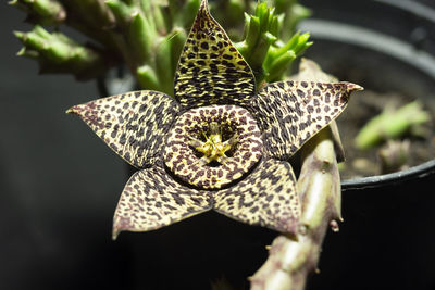 Close-up of flower on plant