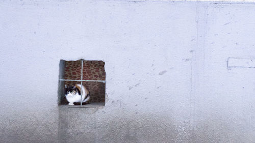 Portrait of cat peeking from wall