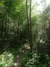View of trees in forest