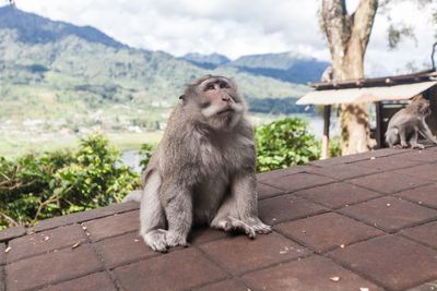 Monkeys sitting outdoors