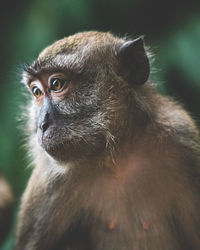 Close-up of monkey