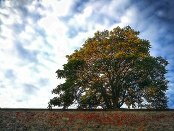 Low angle view of tree against sky during autumn