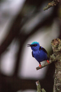 High angle view of bird perching on a tree