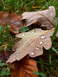 Close-up of wet leaf on grass