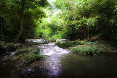 River flowing amidst trees in forest