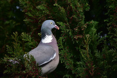 Side view of a bird on land