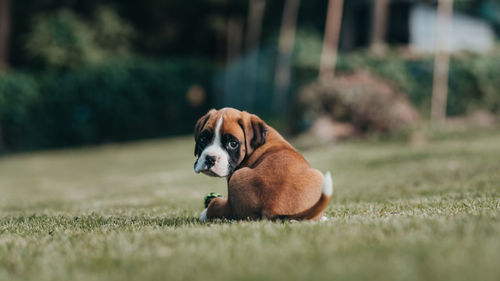 Portrait of a dog