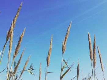 Low angle view of stalks against blue sky