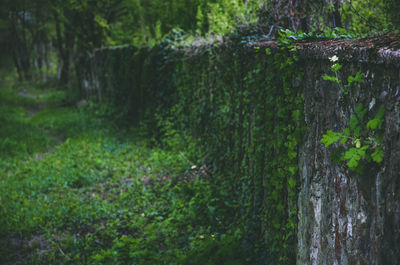 Close-up of moss growing on tree trunk in forest