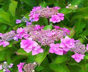 Close-up of pink flowering plants