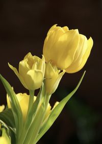 Close-up of yellow tulip