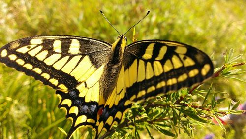 Close-up of butterfly perching on plant