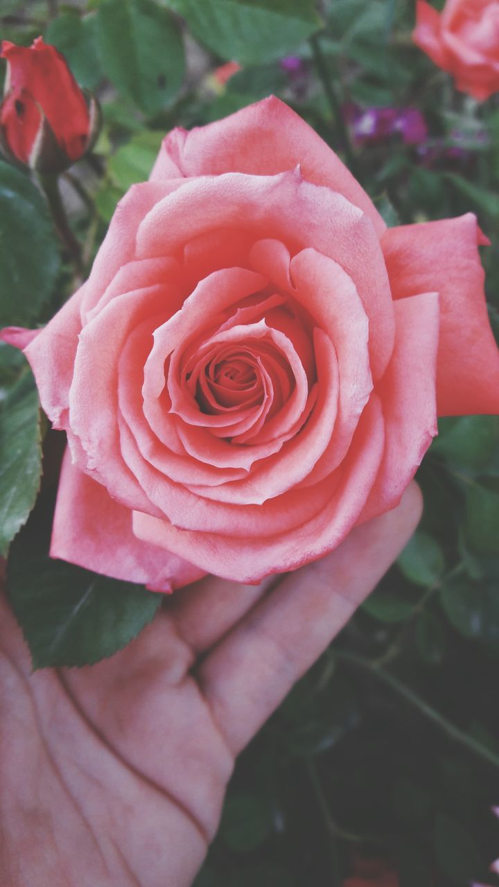 flower, rose - flower, petal, flower head, nature, fragility, beauty in nature, plant, human hand, growth, freshness, close-up, one person, human body part, outdoors, day, people