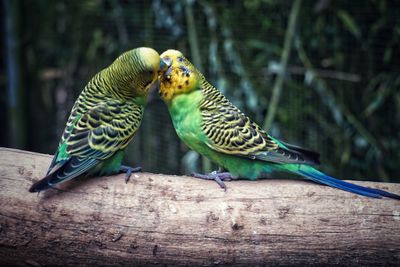 View of birds perching on wood