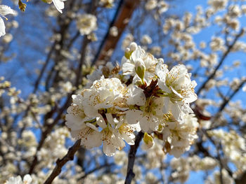 Low angle view of cherry blossom