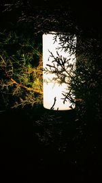 Silhouette of tree against sky at sunset