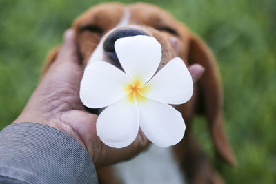 Cropped hand touching dog with flower