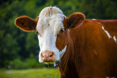 Closeup of the muzzle of a cow on monte altissimo di nago in trento, italy