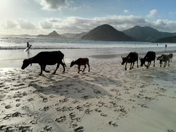 Buffaloes on the beach