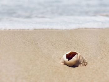 Close-up of seashell on beach