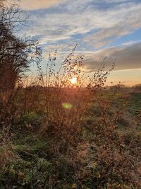 Plants growing on land against sky during sunset