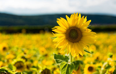 Close-up of yellow flower blooming in field against sky